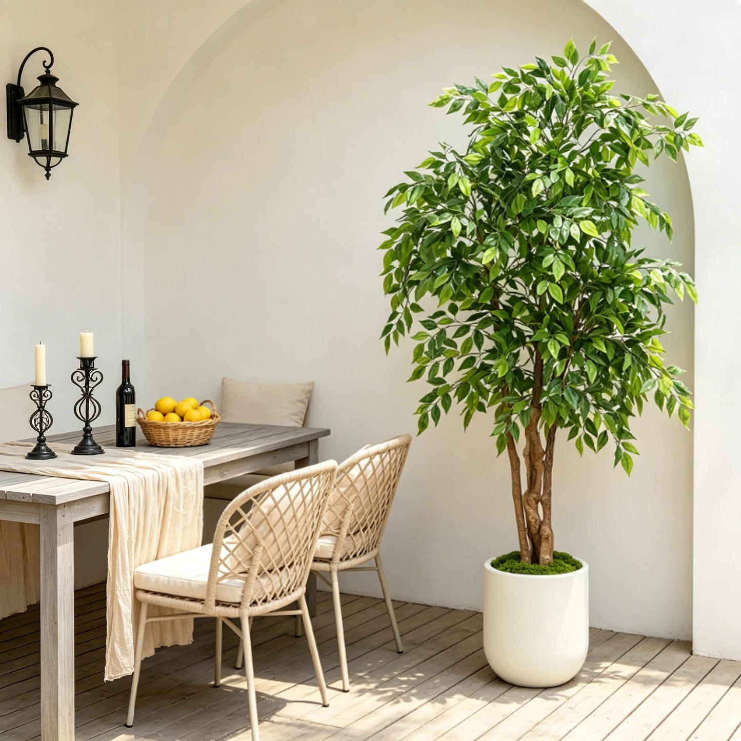 Ficus Tree with White Planter