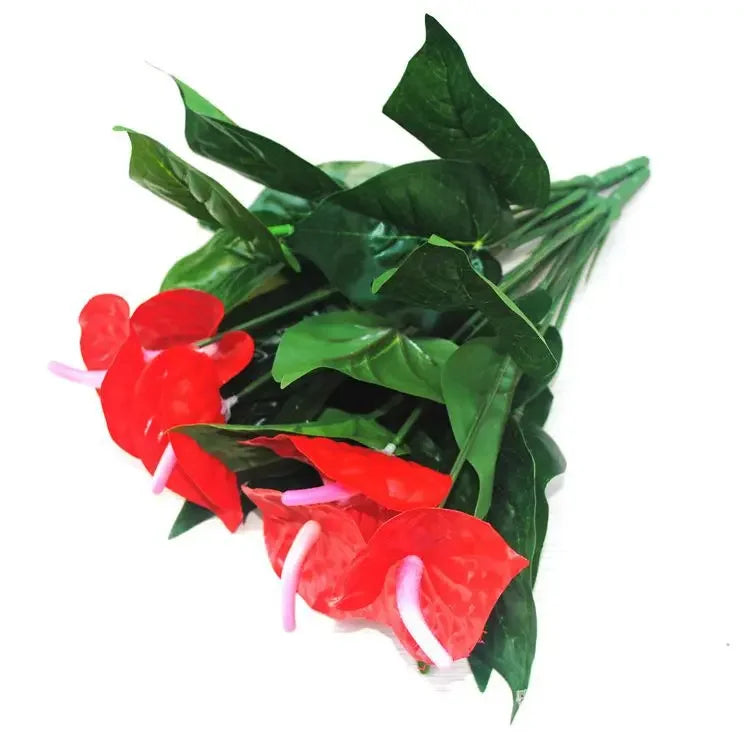 Anthurium potted flowers