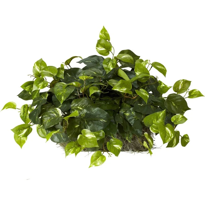 15in. Pothos Ledge Plant