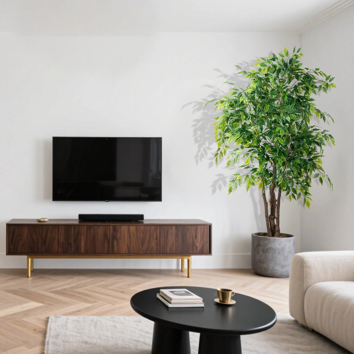 Ficus Tree with White Planter