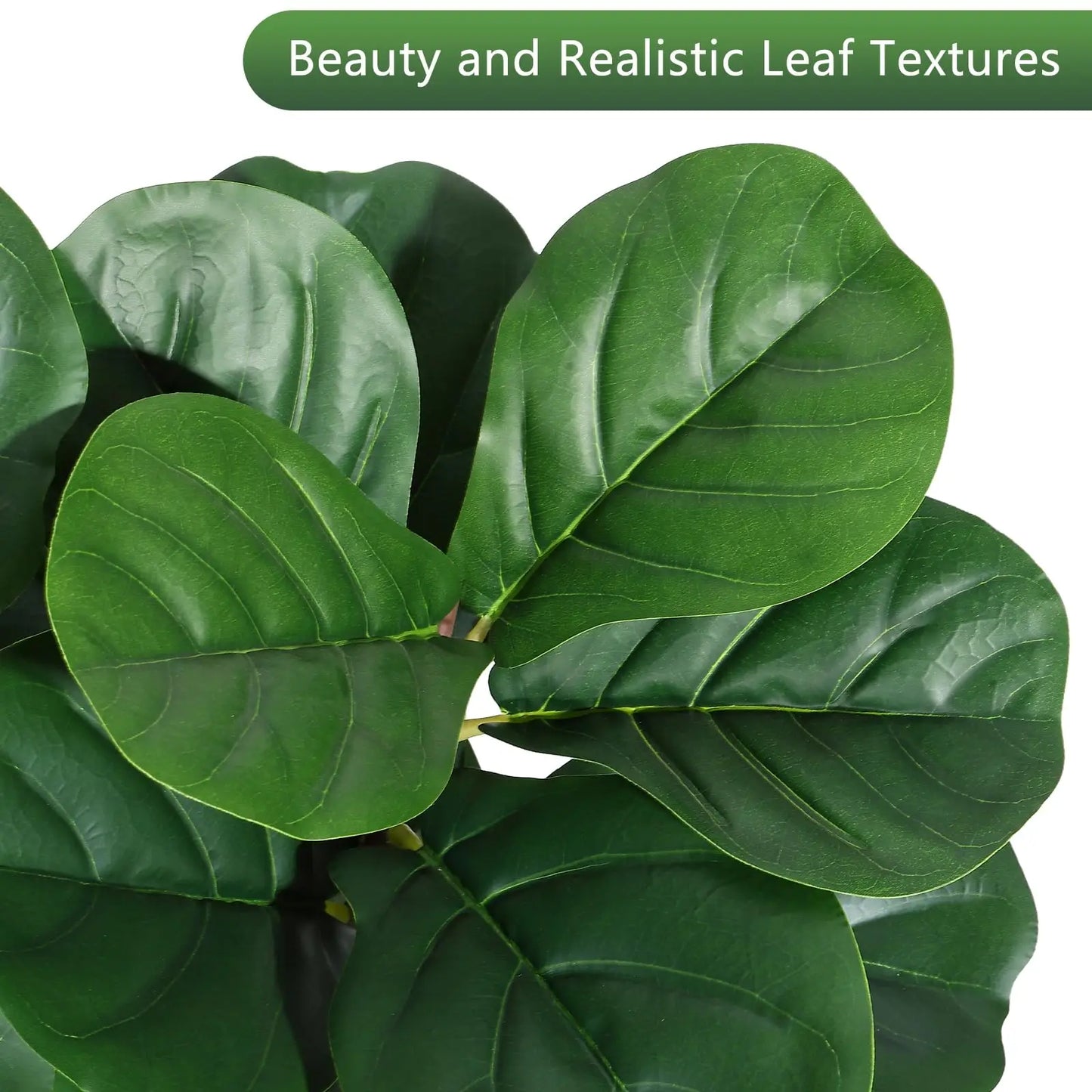 Fiddle Leaf Fig Tree