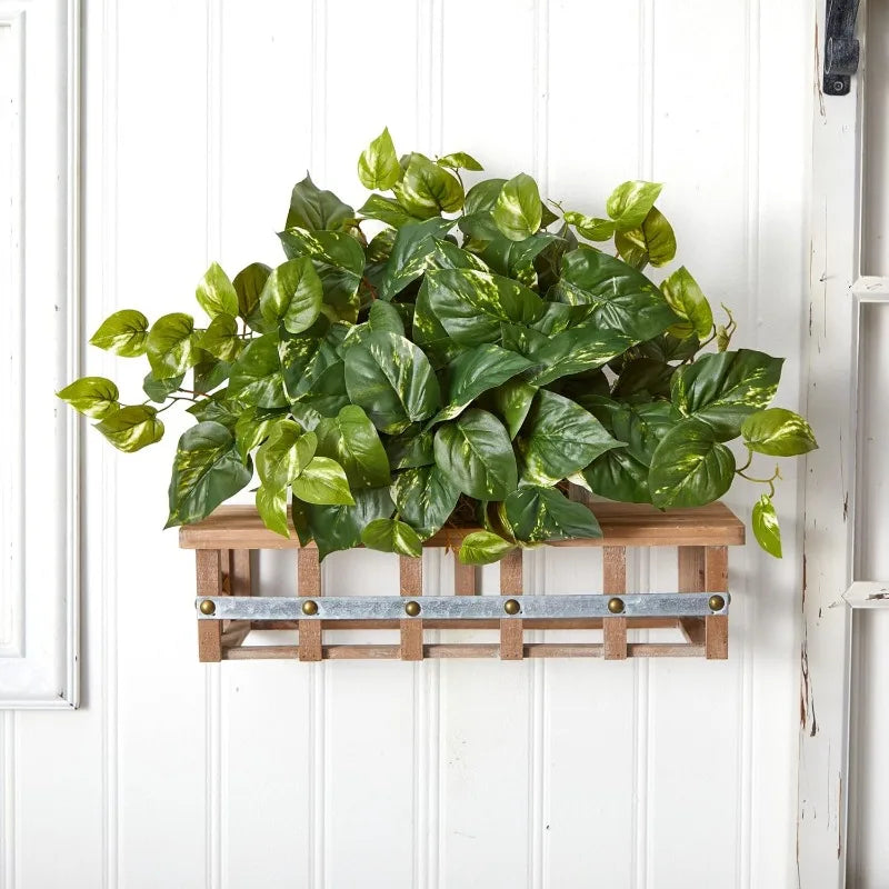 15in. Pothos Ledge Plant