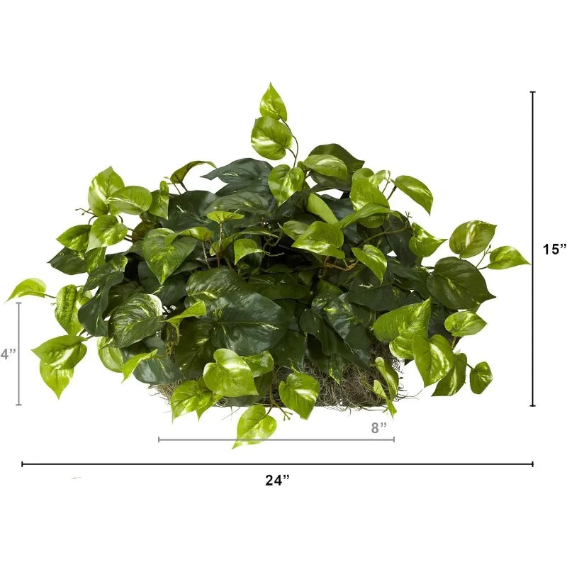 15in. Pothos Ledge Plant