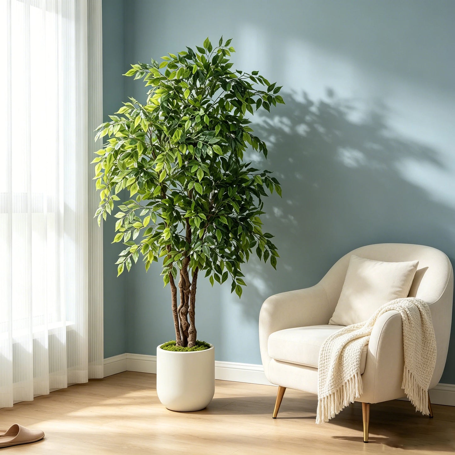 Ficus Tree with White Planter