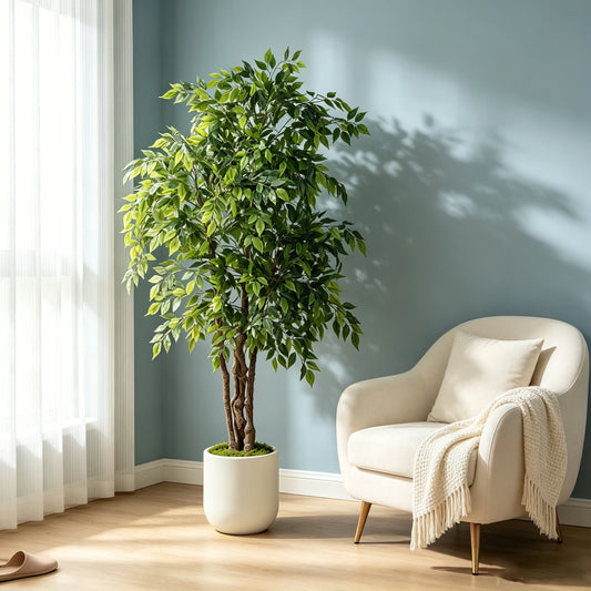 Ficus Tree with White Planter