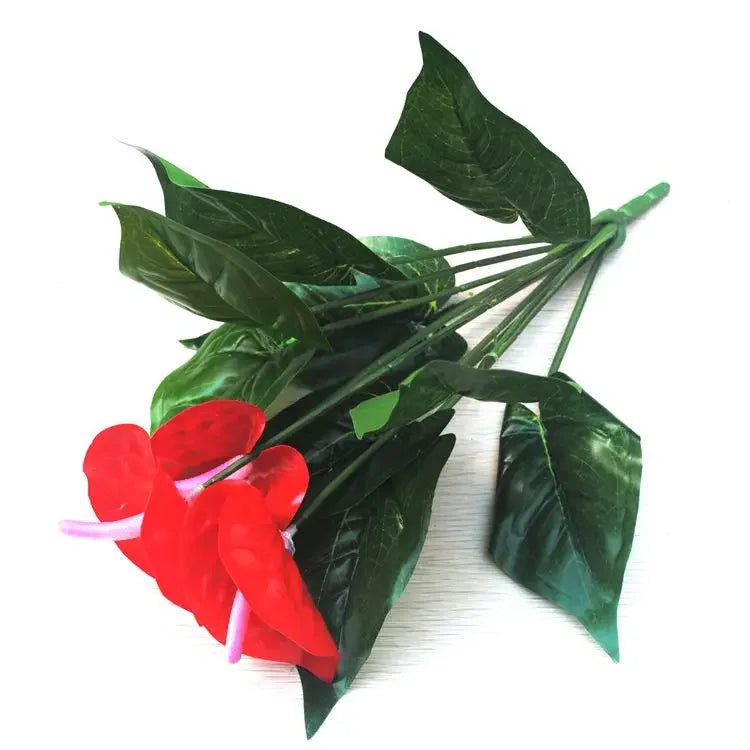 Anthurium potted flowers