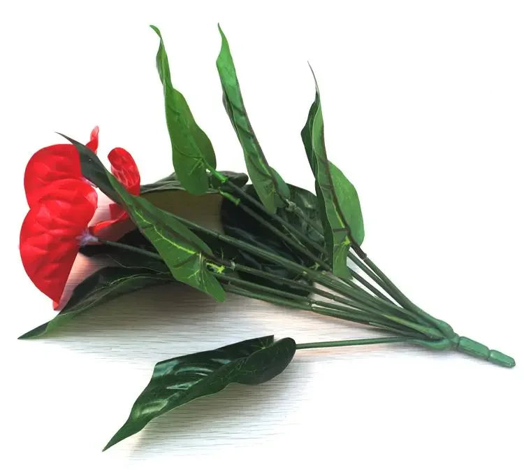 Anthurium potted flowers