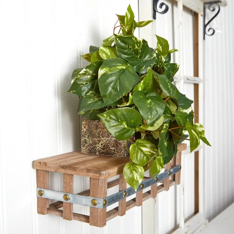 15in. Pothos Ledge Plant