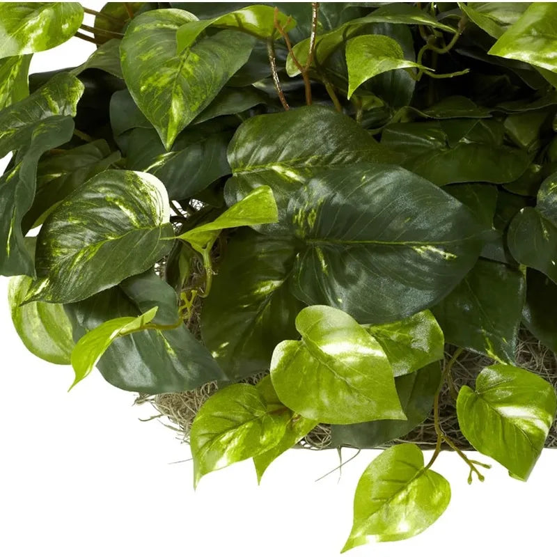 15in. Pothos Ledge Plant