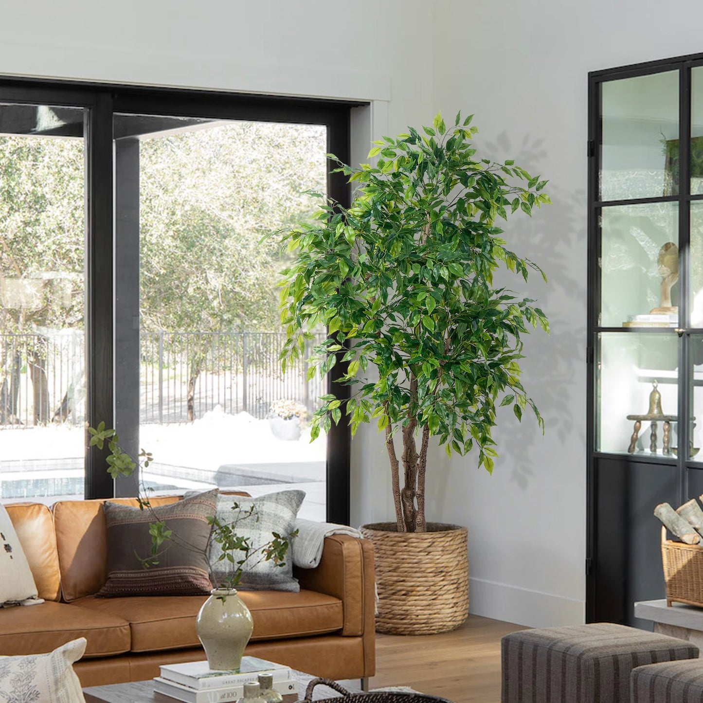 Ficus Tree with White Planter
