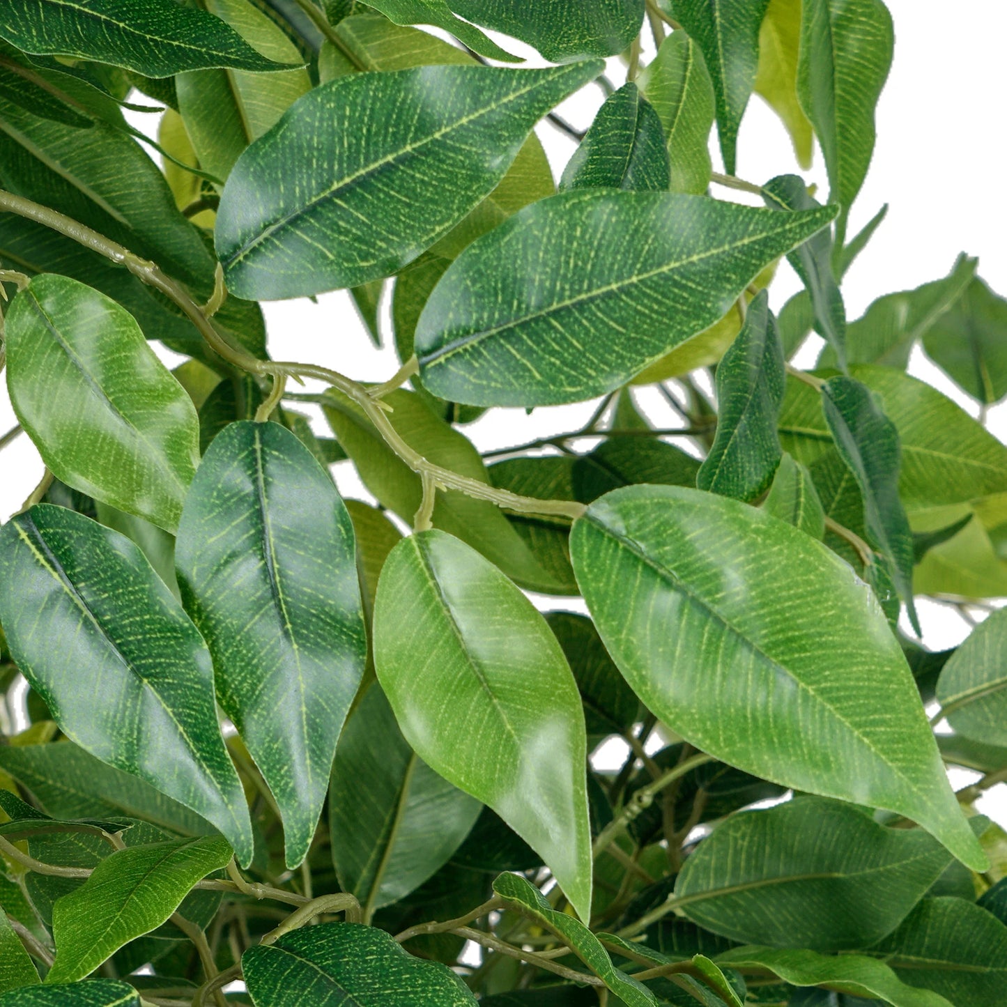 Ficus Tree with White Planter