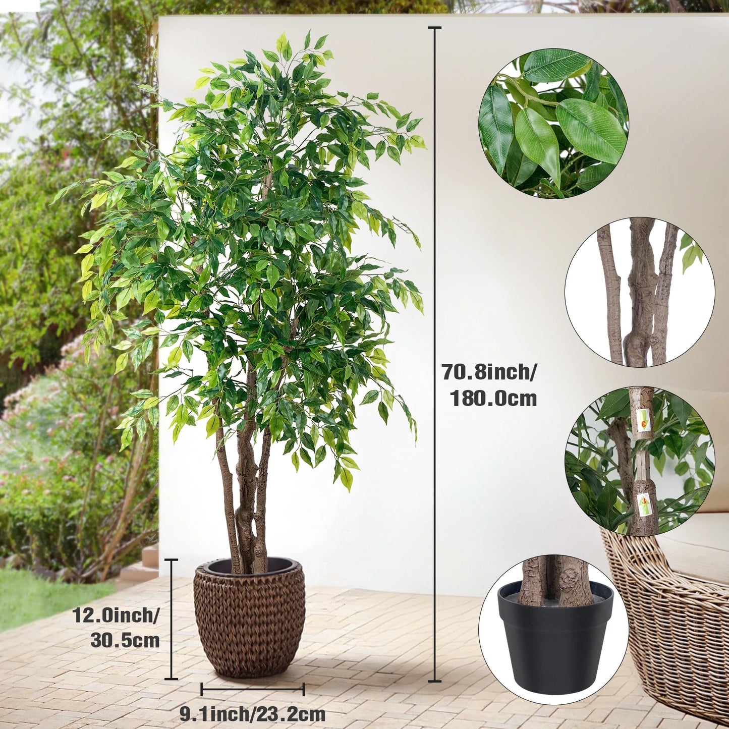 Ficus Tree with White Planter