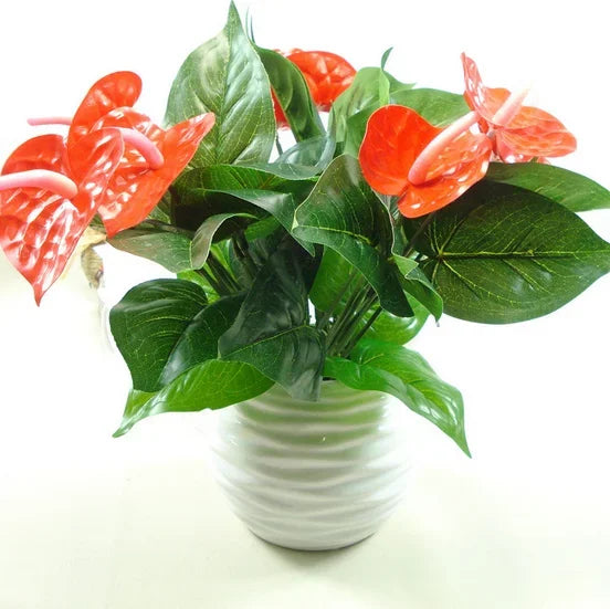 Anthurium potted flowers