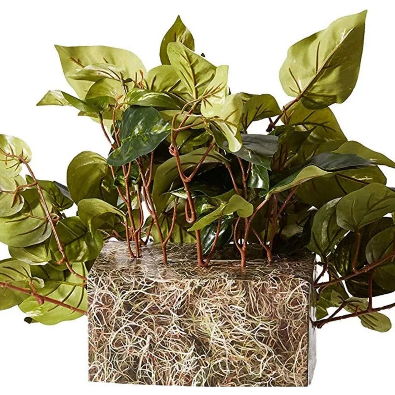 15in. Pothos Ledge Plant